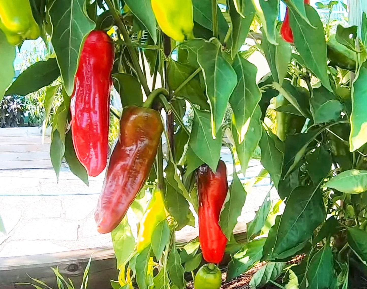 Trilop Uc Burun DER TOMATENFLÜSTERER