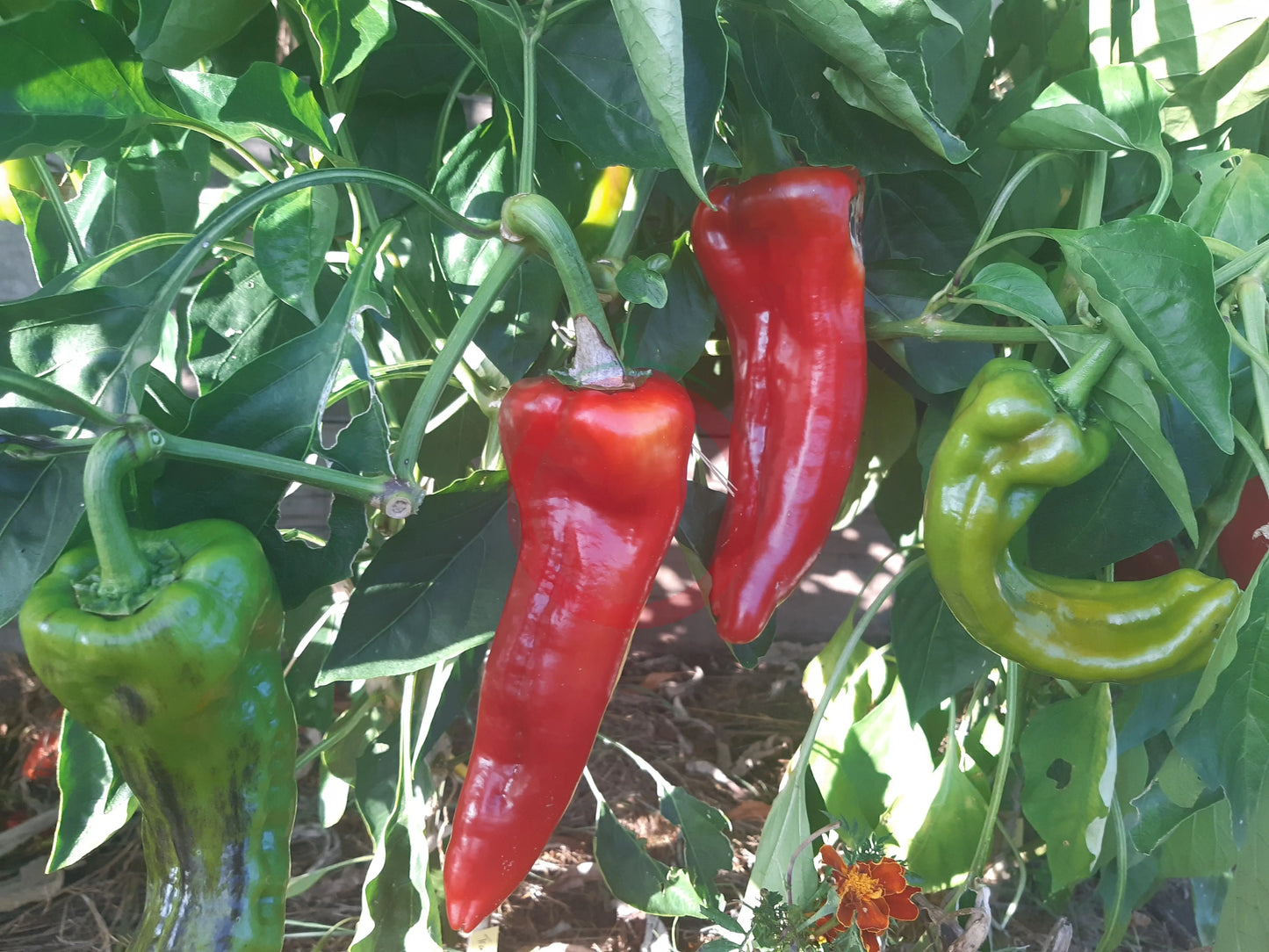 Trontarolo DER TOMATENFLÜSTERER