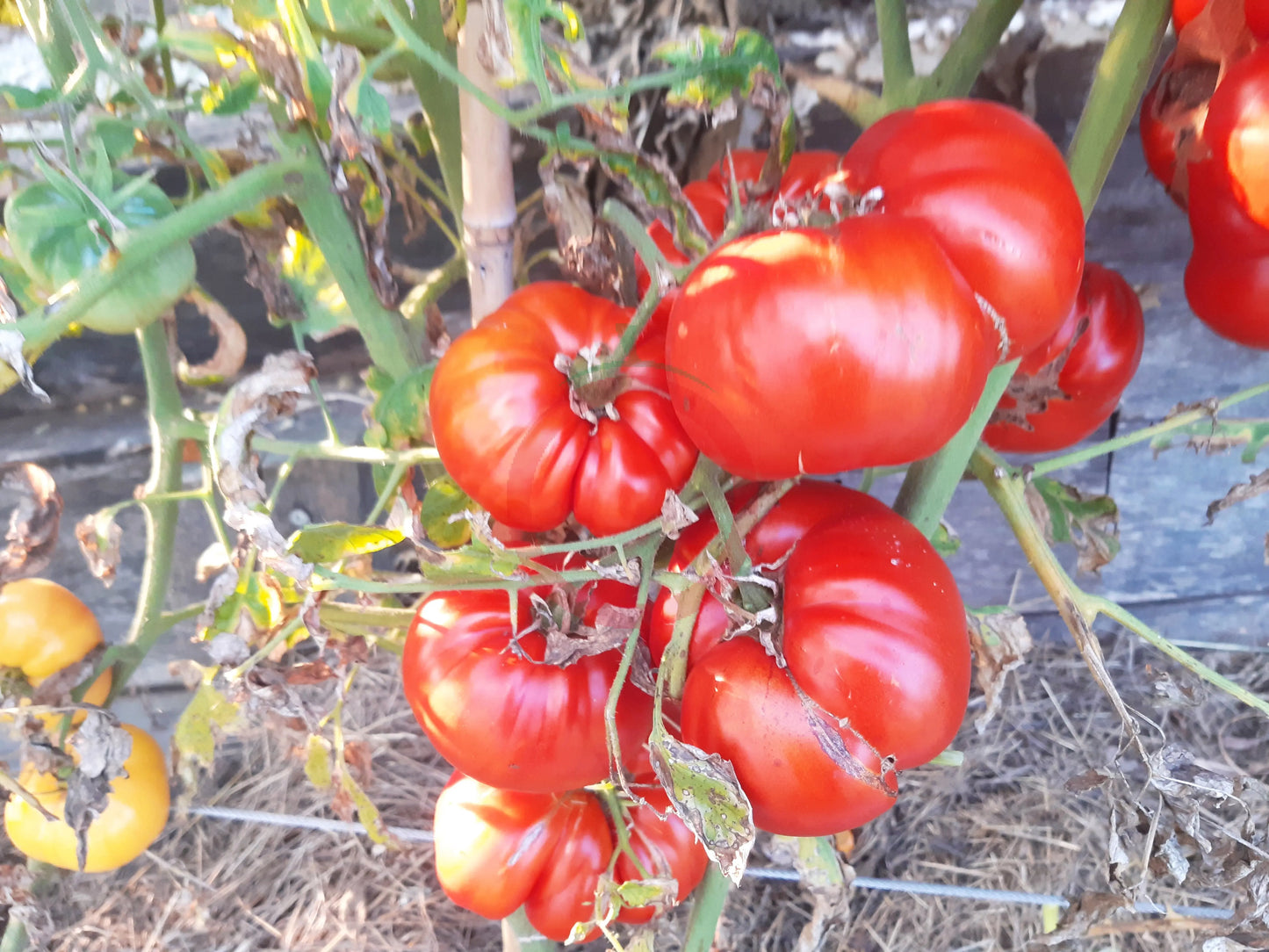 Tumatica Giganta di Pavia DER TOMATENFLÜSTERER