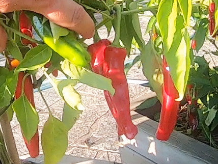 Tunisian Baklouti DER TOMATENFLÜSTERER