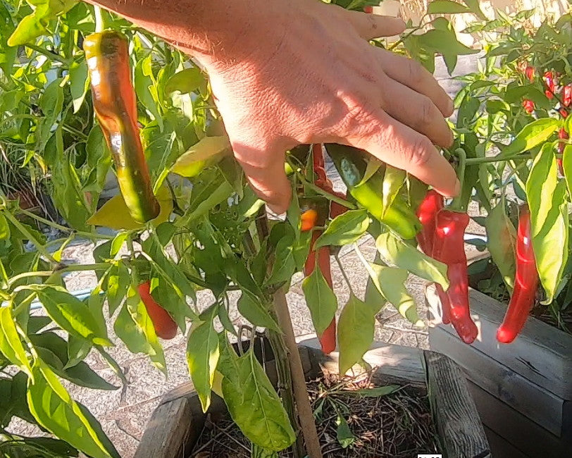 Tunisian Baklouti DER TOMATENFLÜSTERER