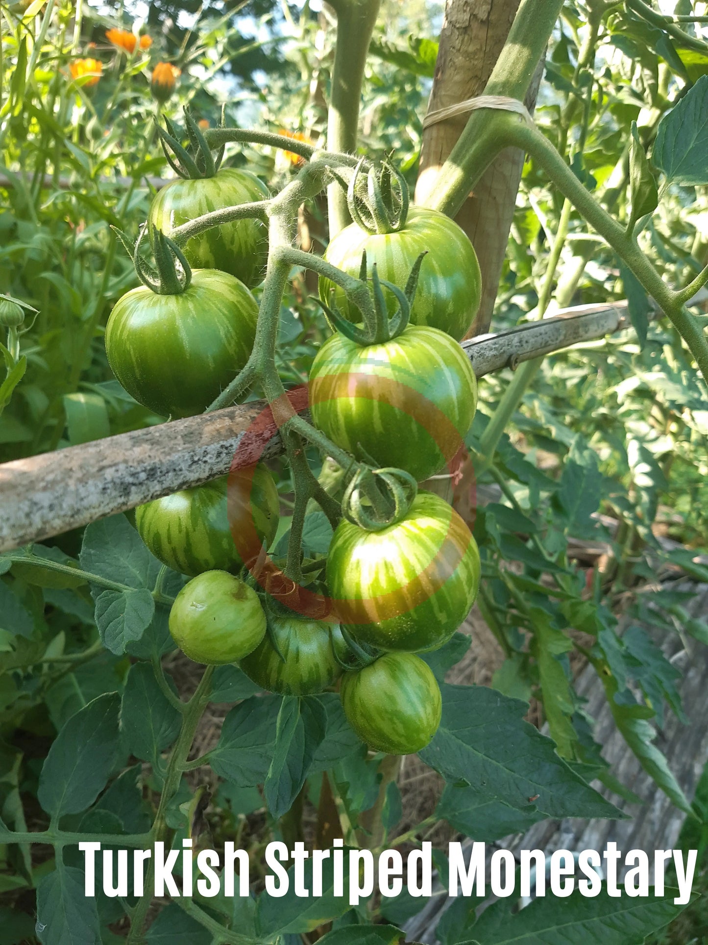 Turkish Striped Monestary DER TOMATENFLÜSTERER