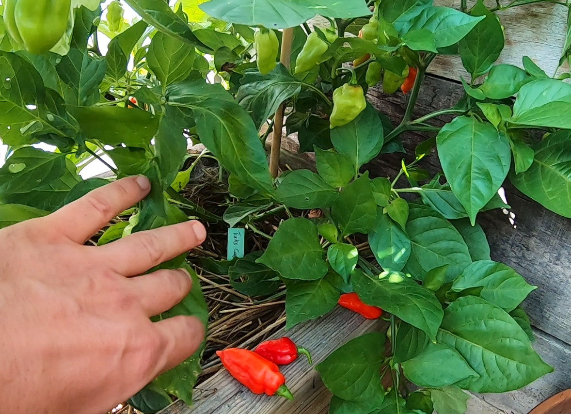 Turks Cap DER TOMATENFLÜSTERER