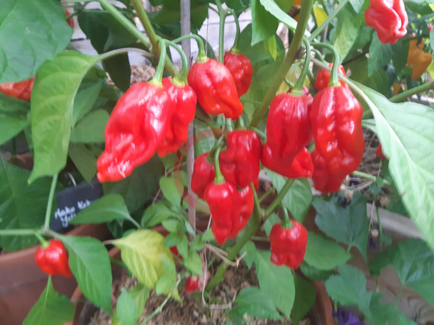 Umorok Red DER TOMATENFLÜSTERER