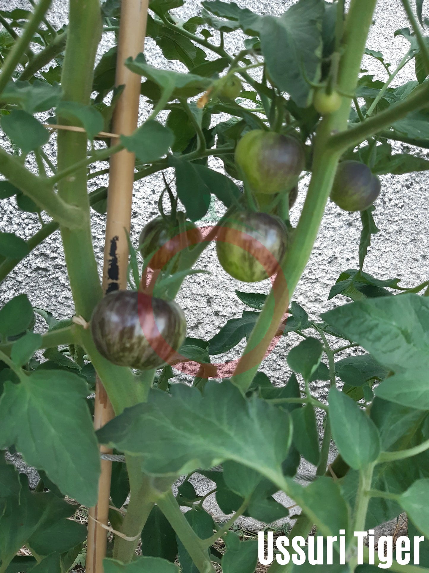 Ussuri Tiger DER TOMATENFLÜSTERER