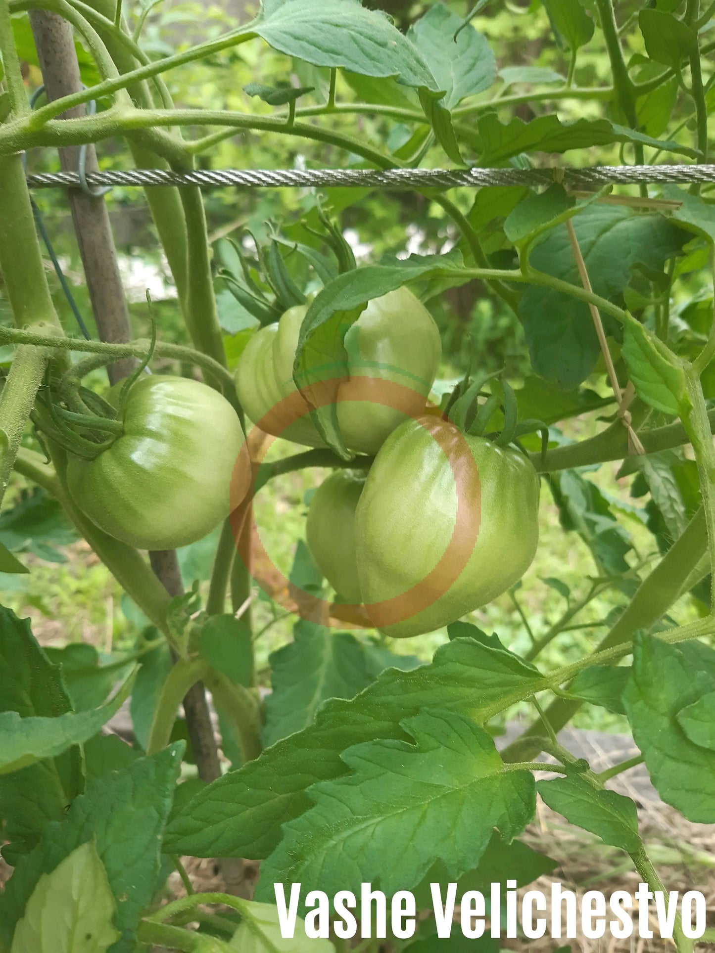 Vashe Velichestvo DER TOMATENFLÜSTERER