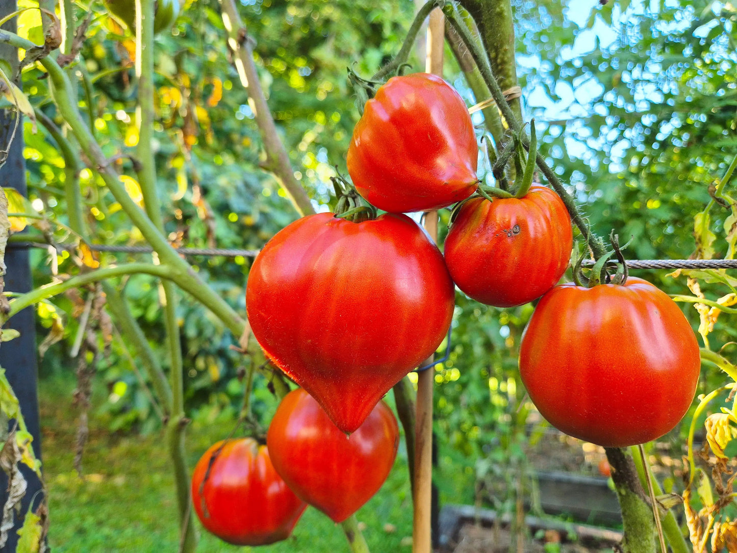 Vater Rhein DER TOMATENFLÜSTERER