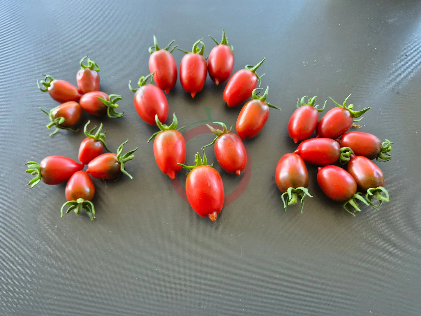Violet Heart Cherry DER TOMATENFLÜSTERER