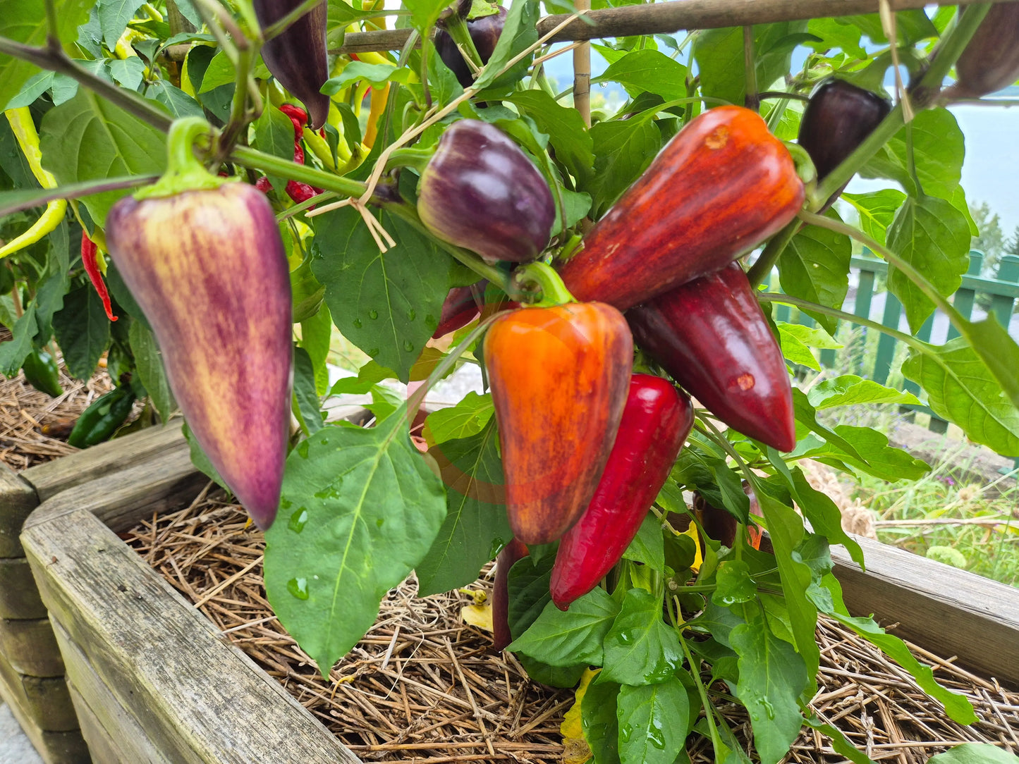 Violet Sparkle DER TOMATENFLÜSTERER