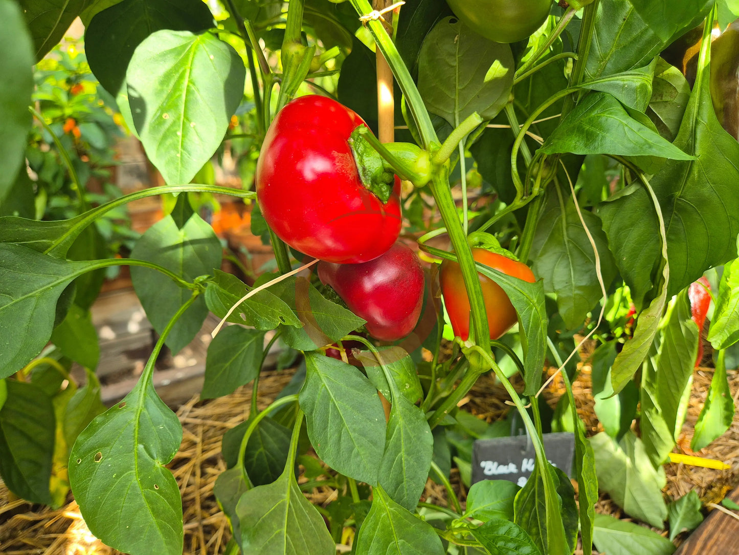 Violetta Pavlova DER TOMATENFLÜSTERER