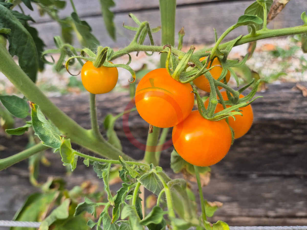 Wendy DER TOMATENFLÜSTERER