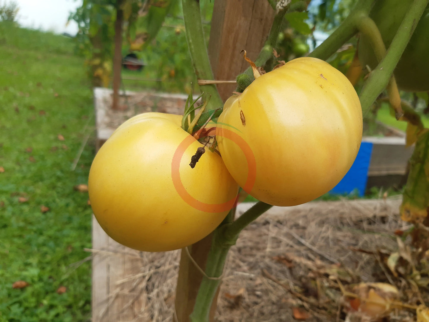 White Cherry Heart DER TOMATENFLÜSTERER