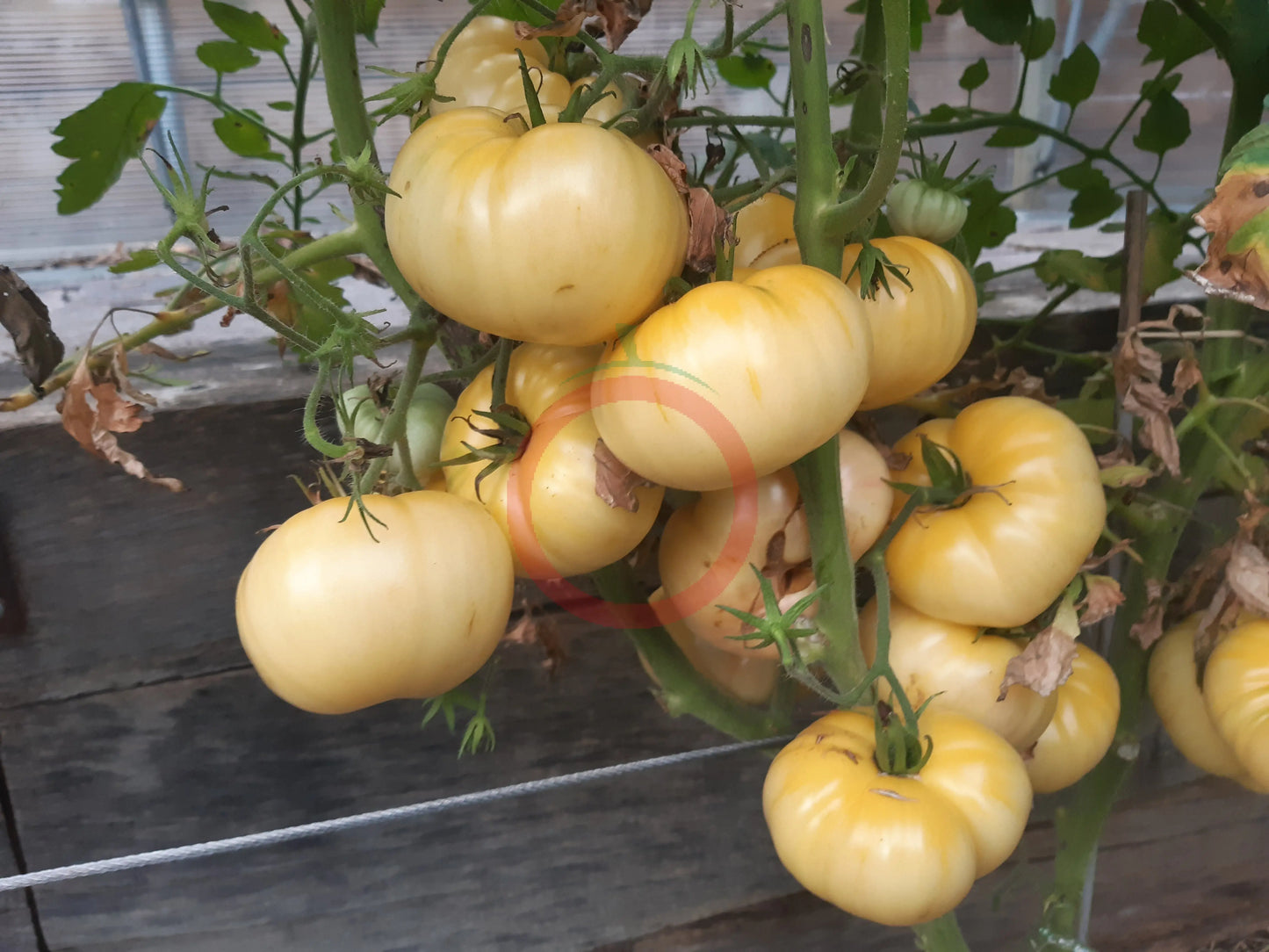 White Wax DER TOMATENFLÜSTERER