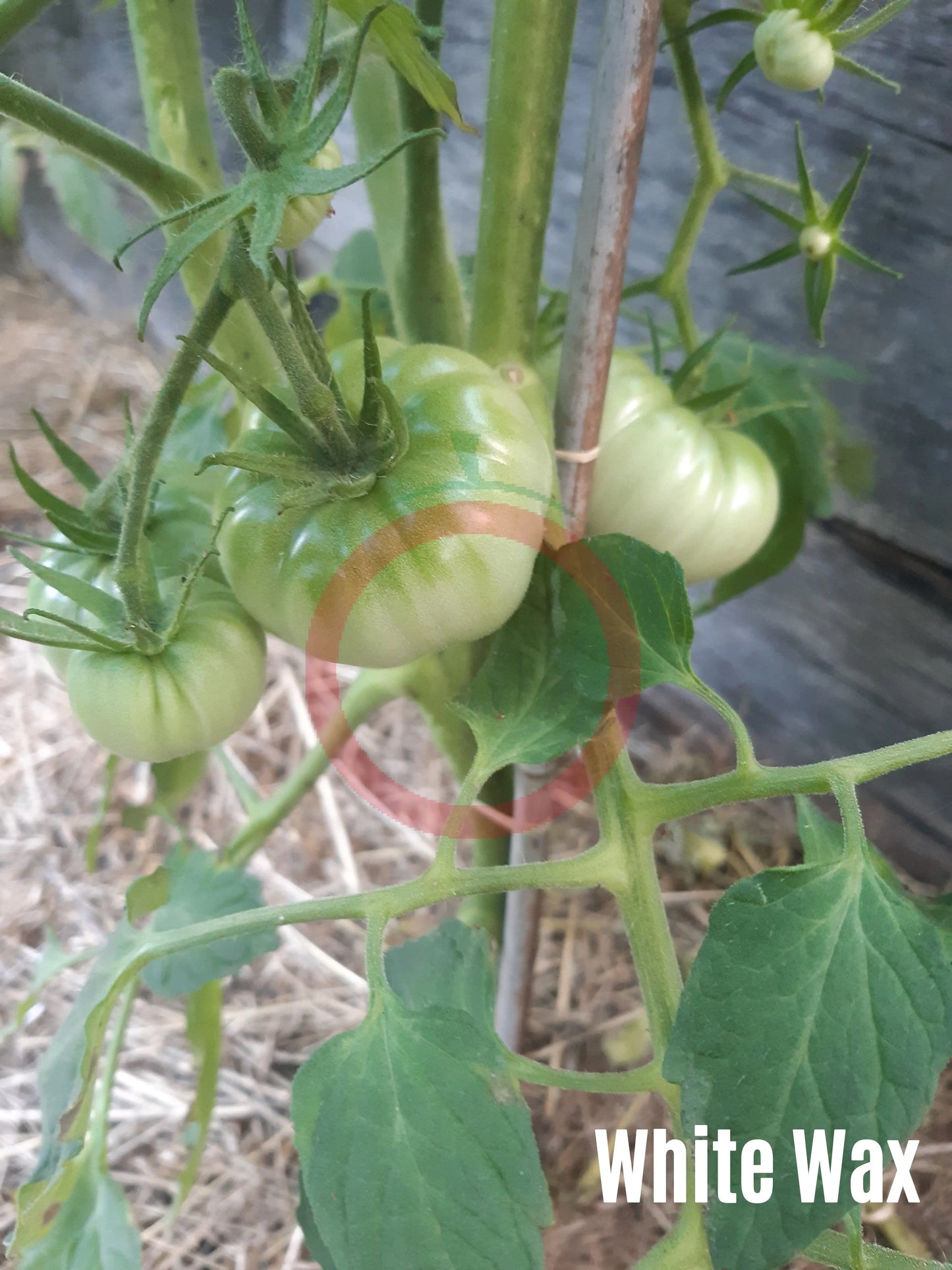White Wax DER TOMATENFLÜSTERER