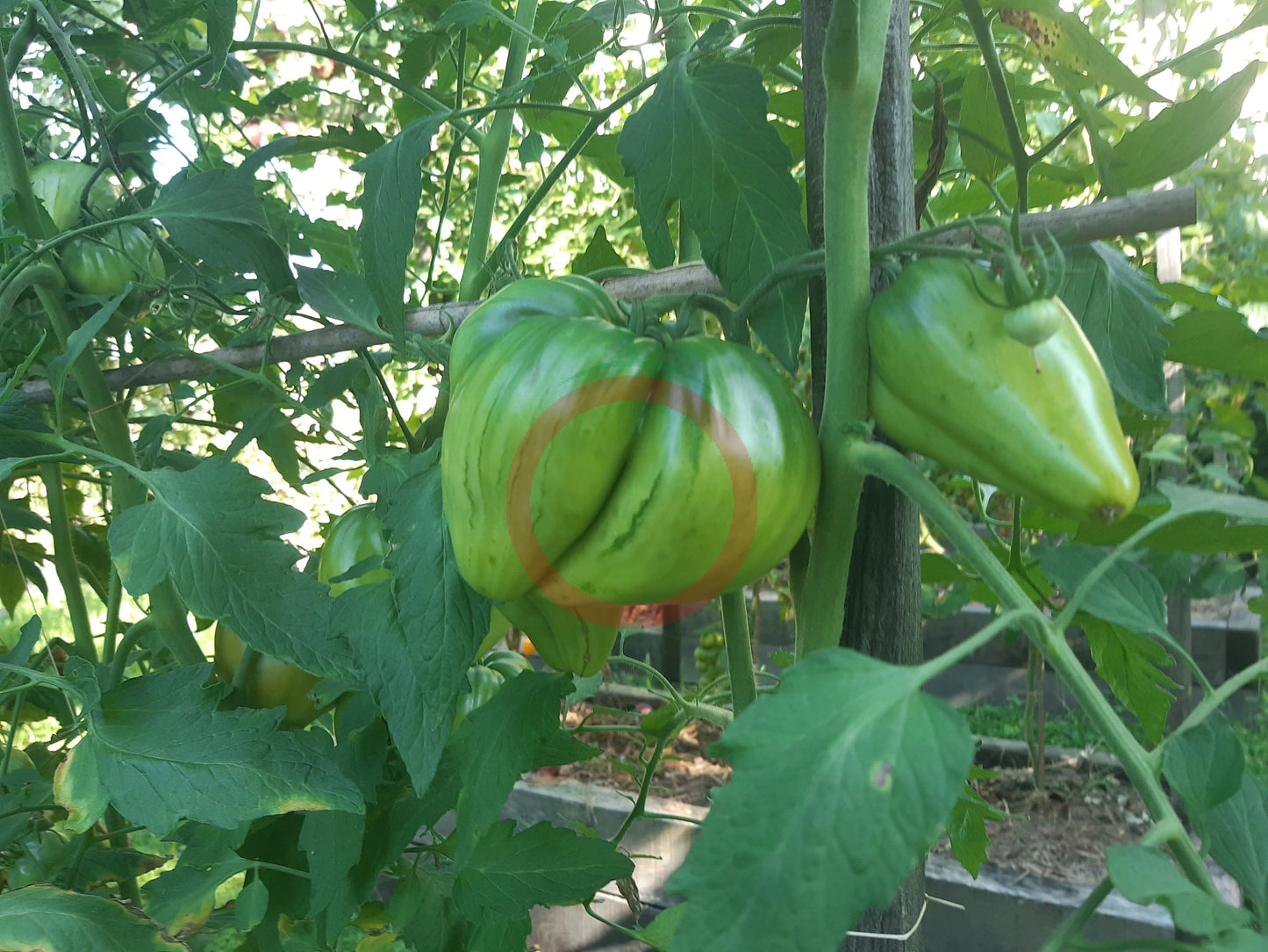 Winnie The Pooh DER TOMATENFLÜSTERER