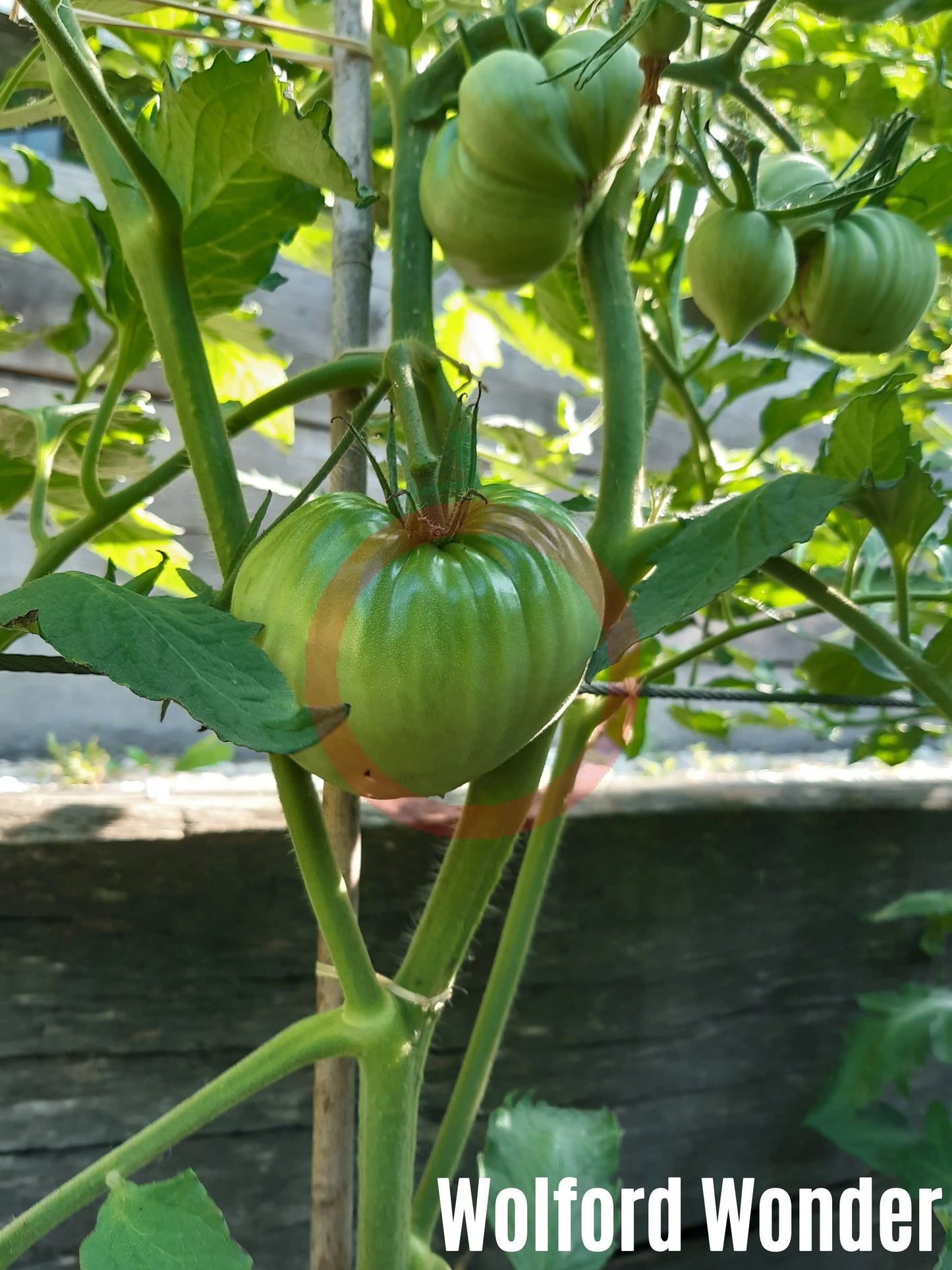 Wolford Wonder DER TOMATENFLÜSTERER