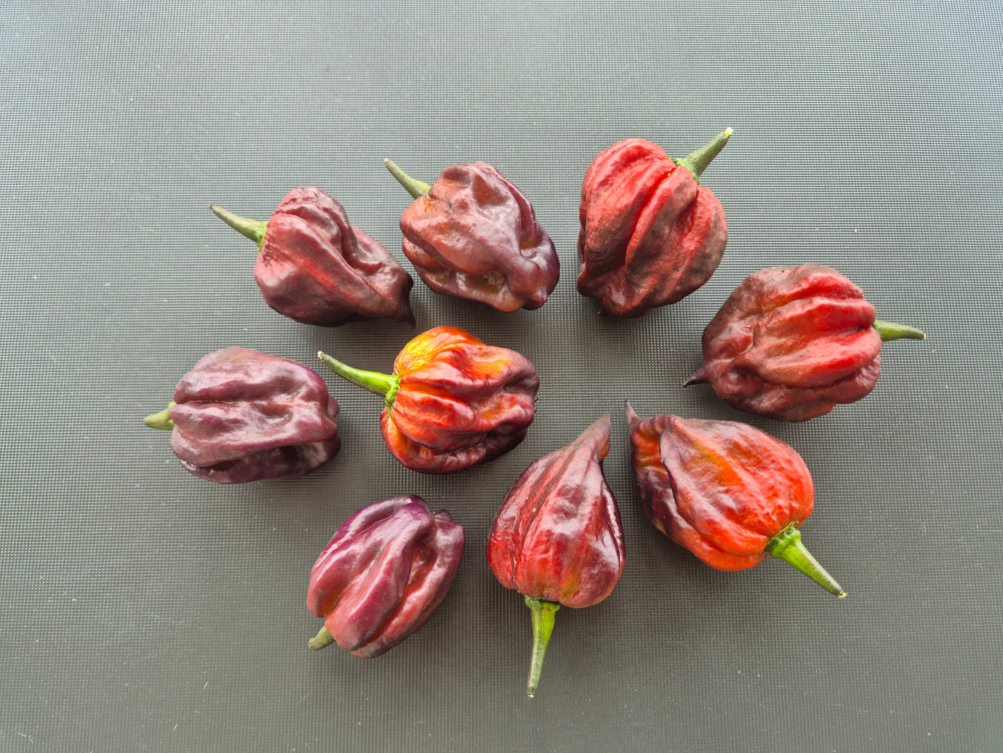 Yaki Blue Fawn DER TOMATENFLÜSTERER