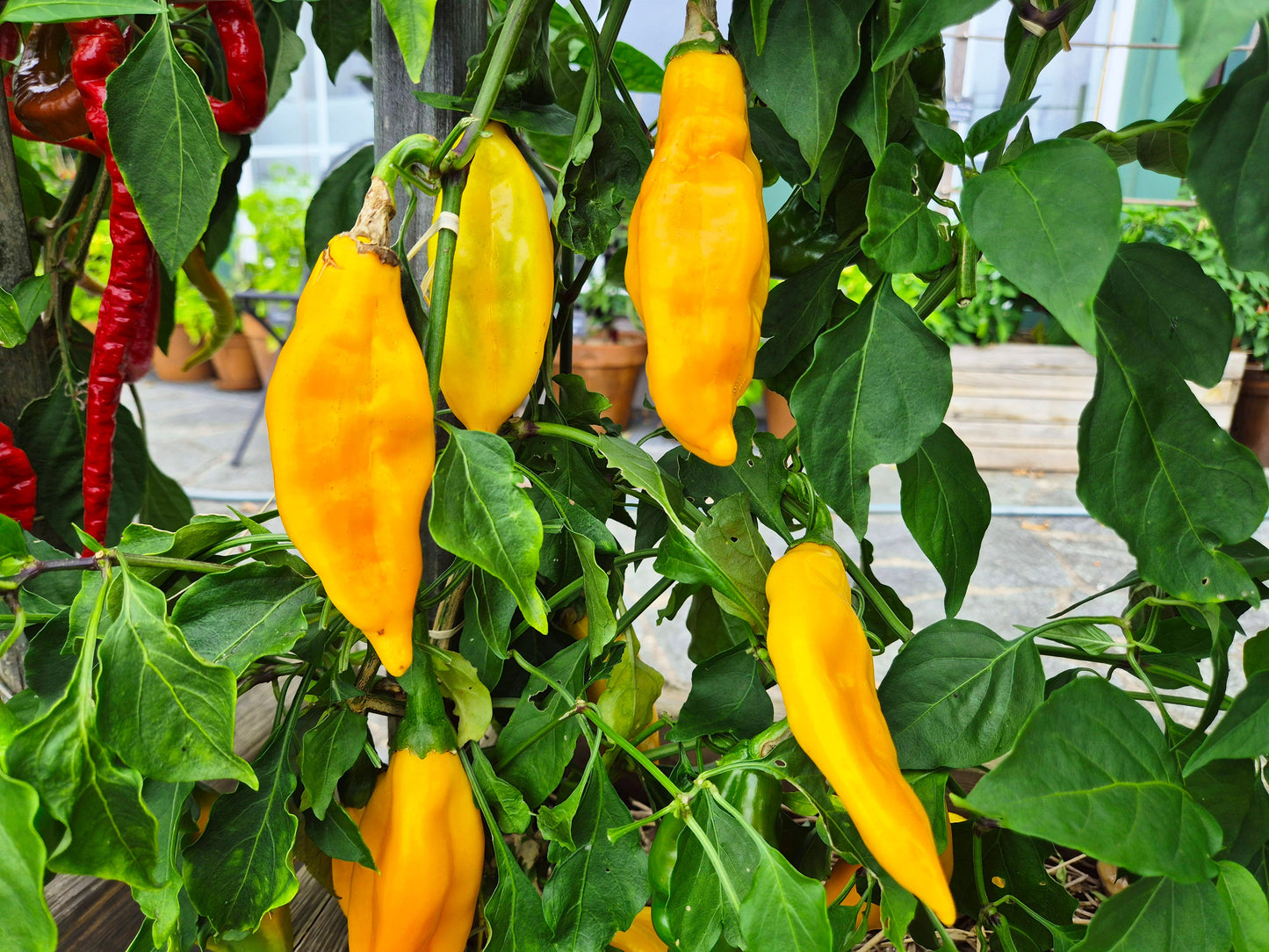 Yellow Fish DER TOMATENFLÜSTERER
