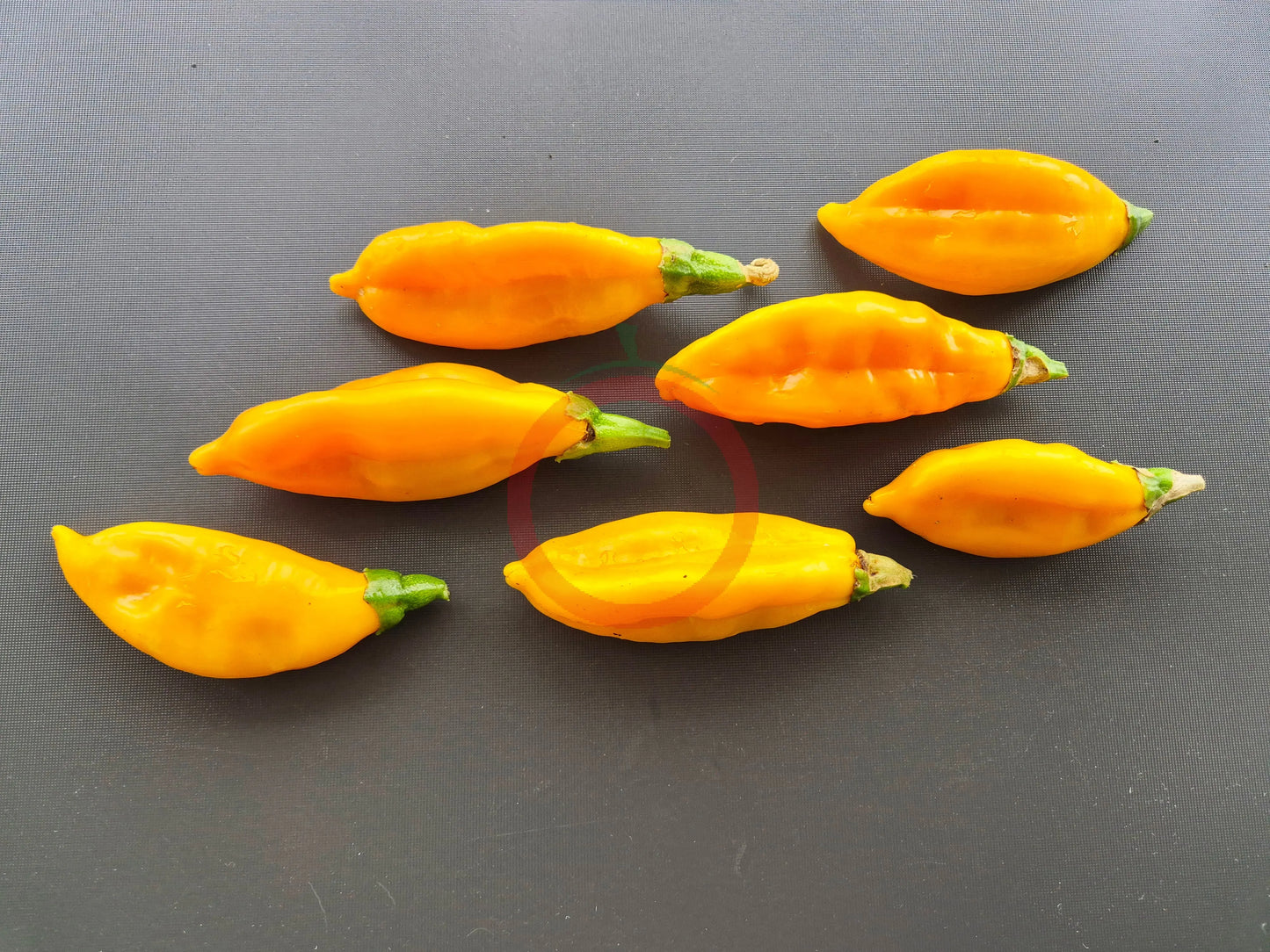 Yellow Fish DER TOMATENFLÜSTERER