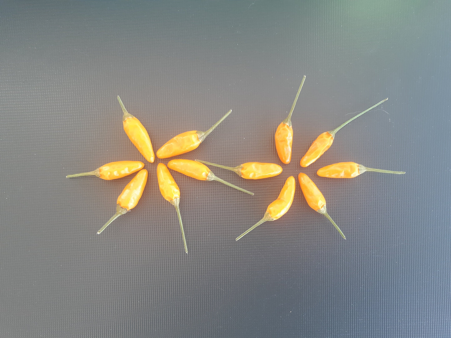 Yellow Pequin DER TOMATENFLÜSTERER