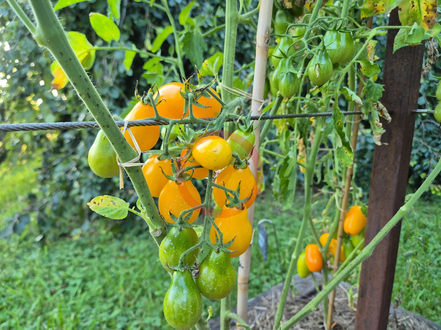 Yellow Submarine DER TOMATENFLÜSTERER