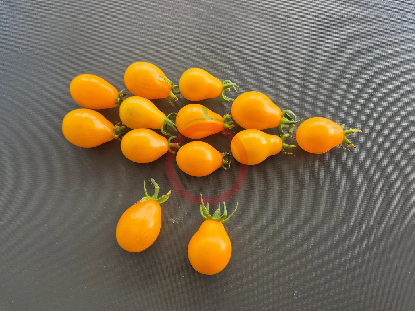 Yellow Submarine DER TOMATENFLÜSTERER