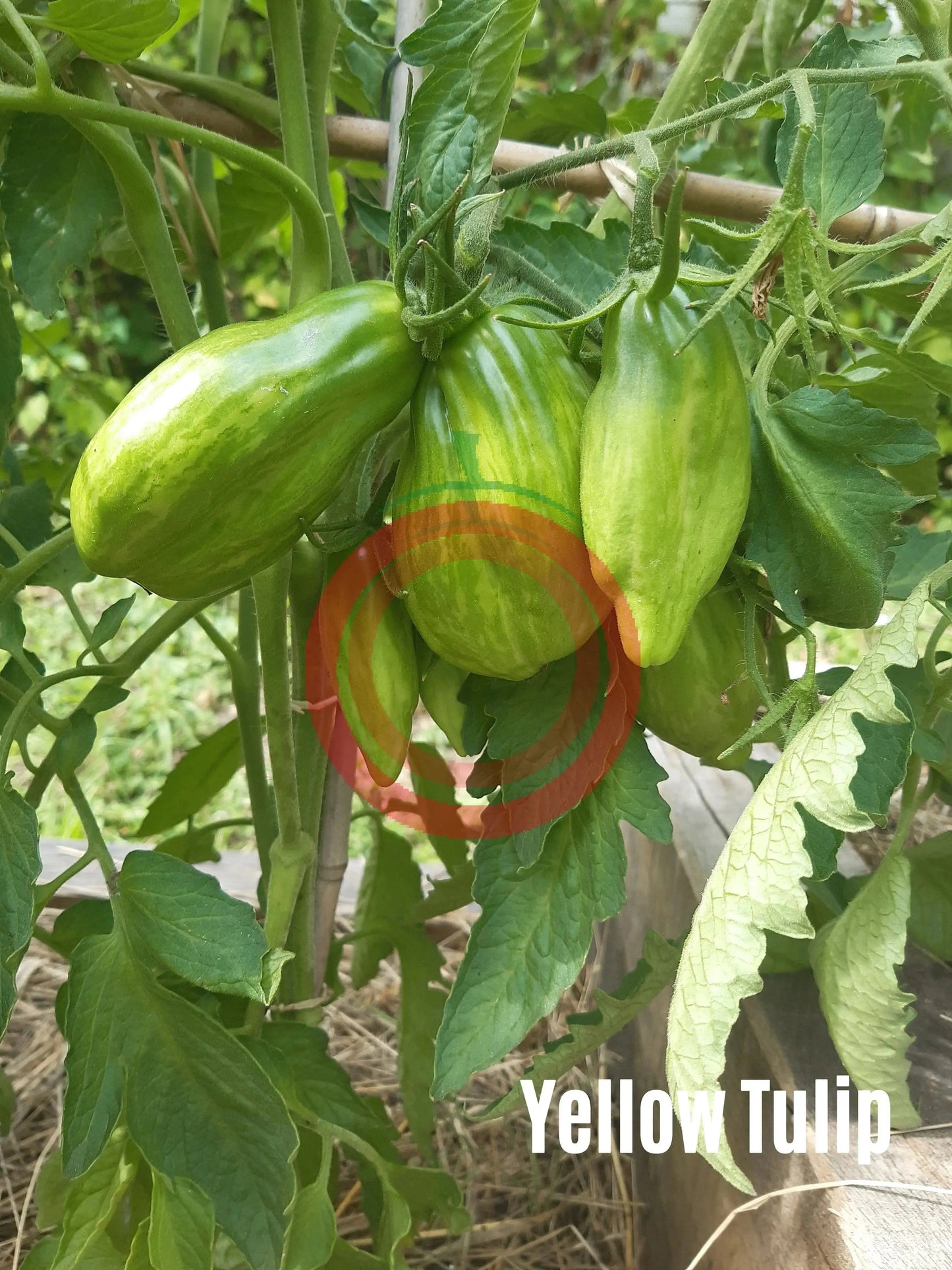 Yellow Tulip DER TOMATENFLÜSTERER