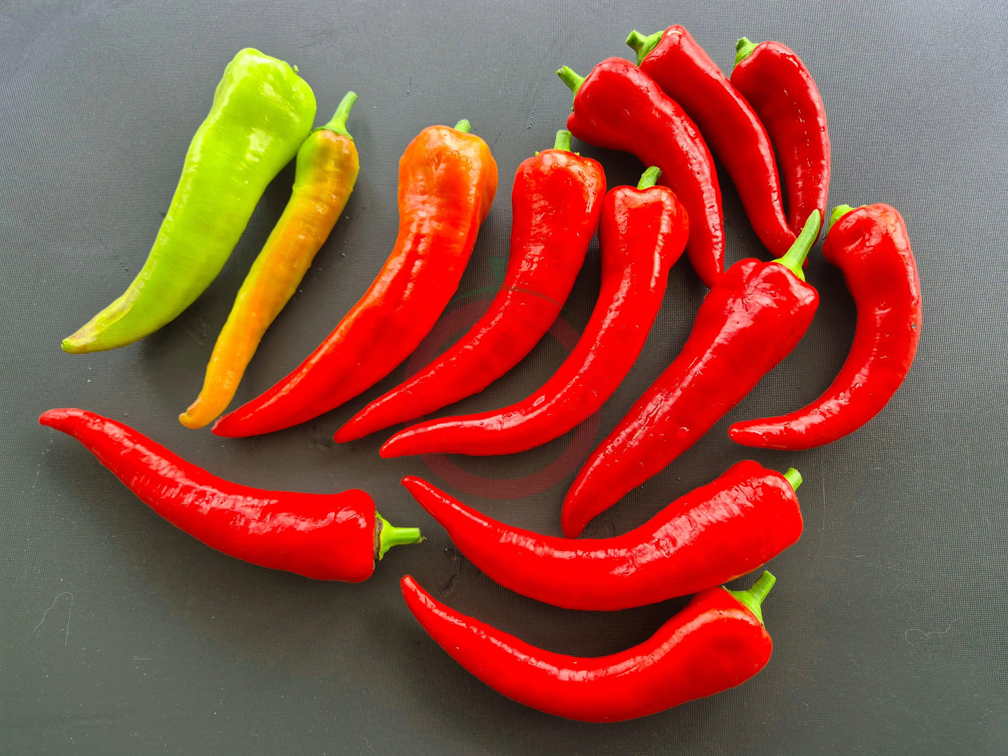 Yesil Tatli DER TOMATENFLÜSTERER