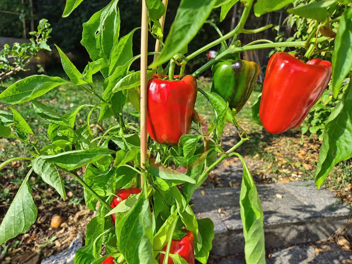 Yolo Wonder DER TOMATENFLÜSTERER