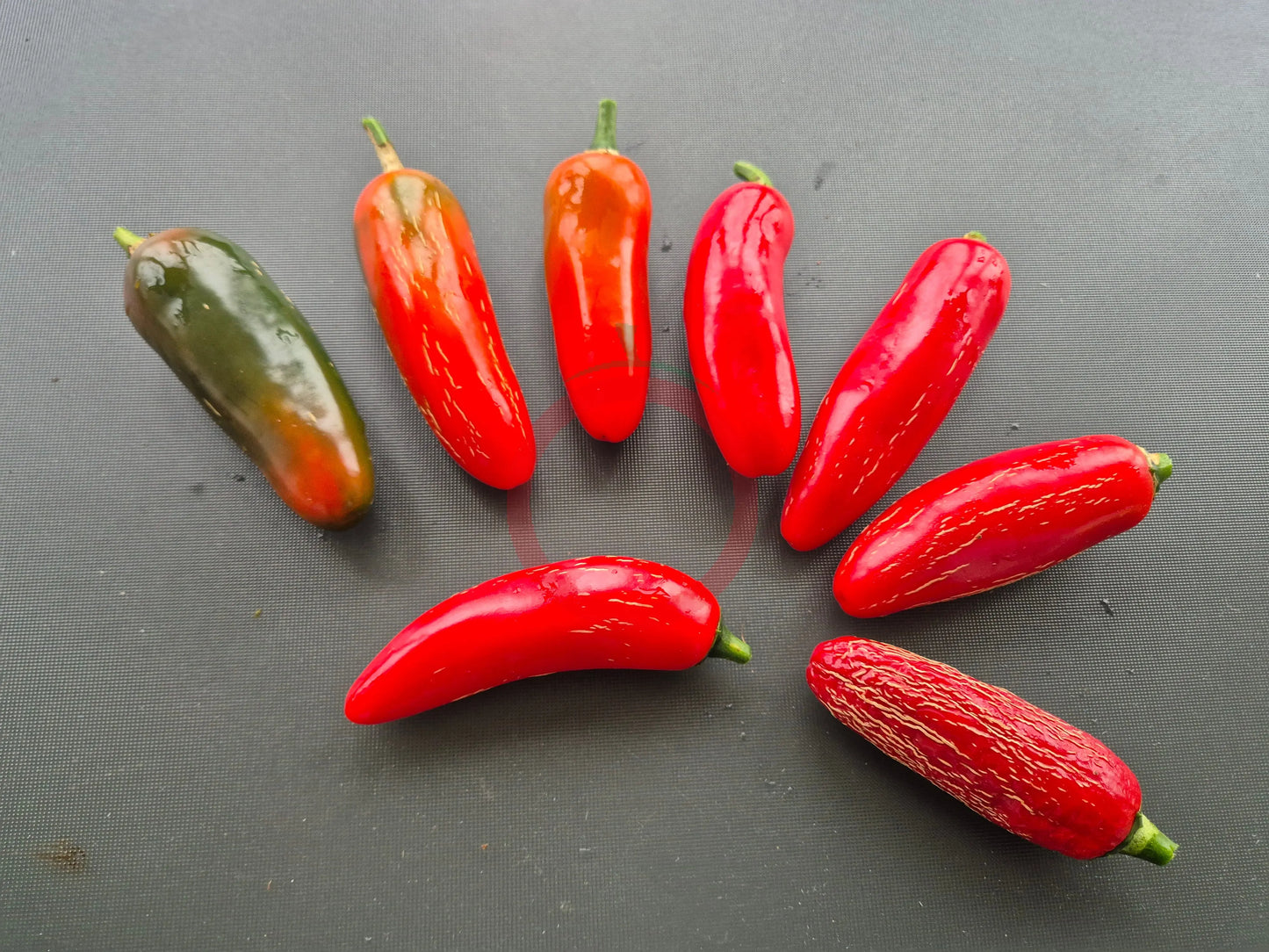 Zapotec Jalapeno DER TOMATENFLÜSTERER