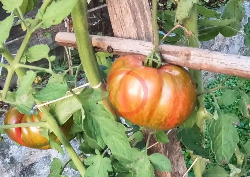 Zebra Ezel DER TOMATENFLÜSTERER