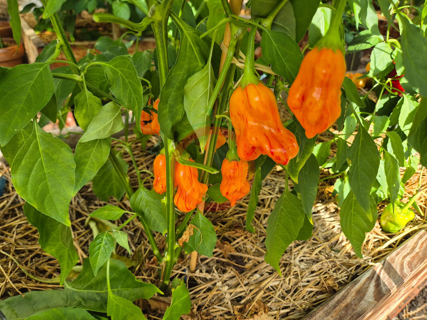 Zebrange DER TOMATENFLÜSTERER