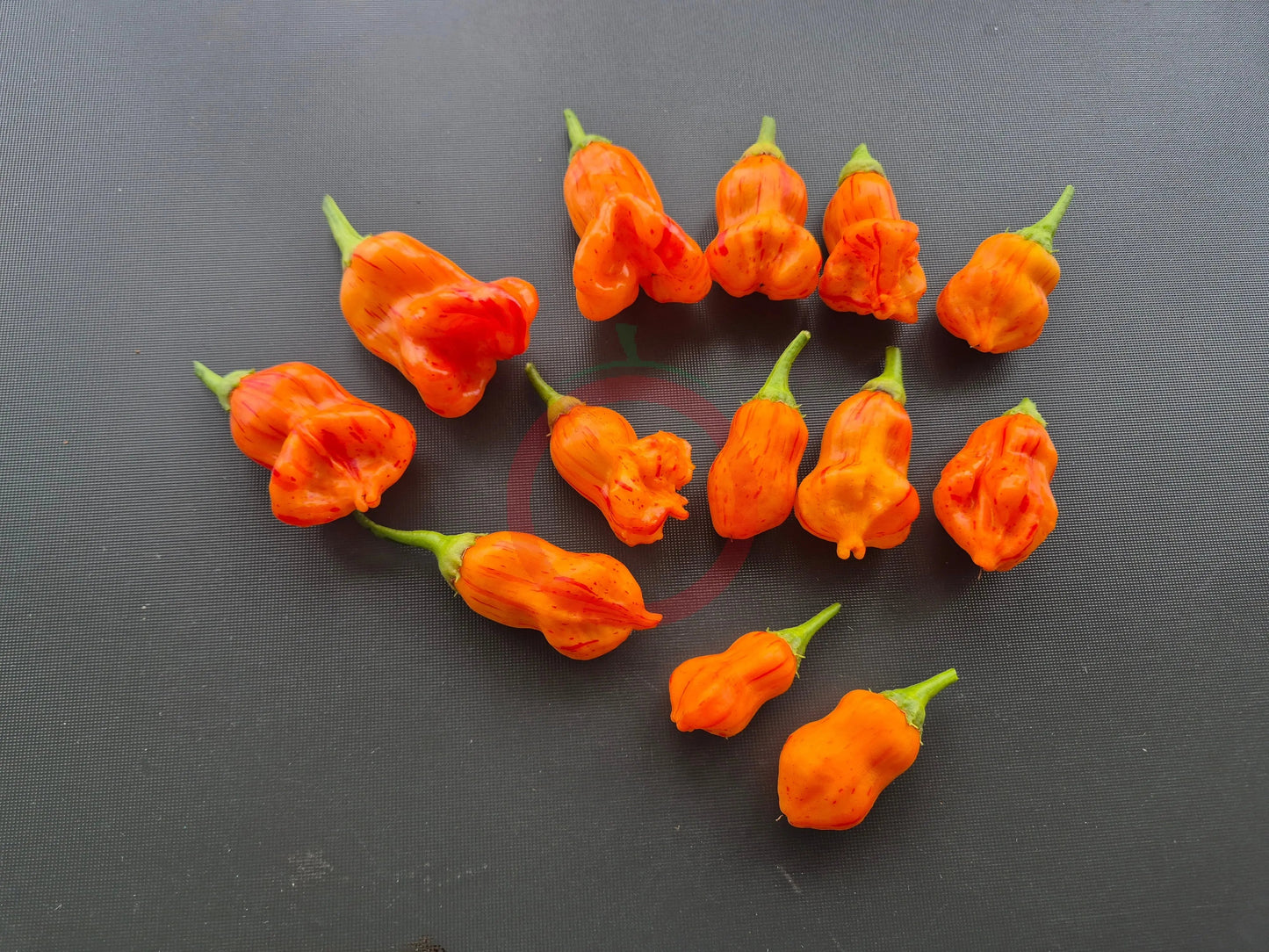 Zebrange DER TOMATENFLÜSTERER