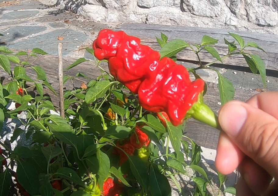 Zhou Pi La Jiao DER TOMATENFLÜSTERER