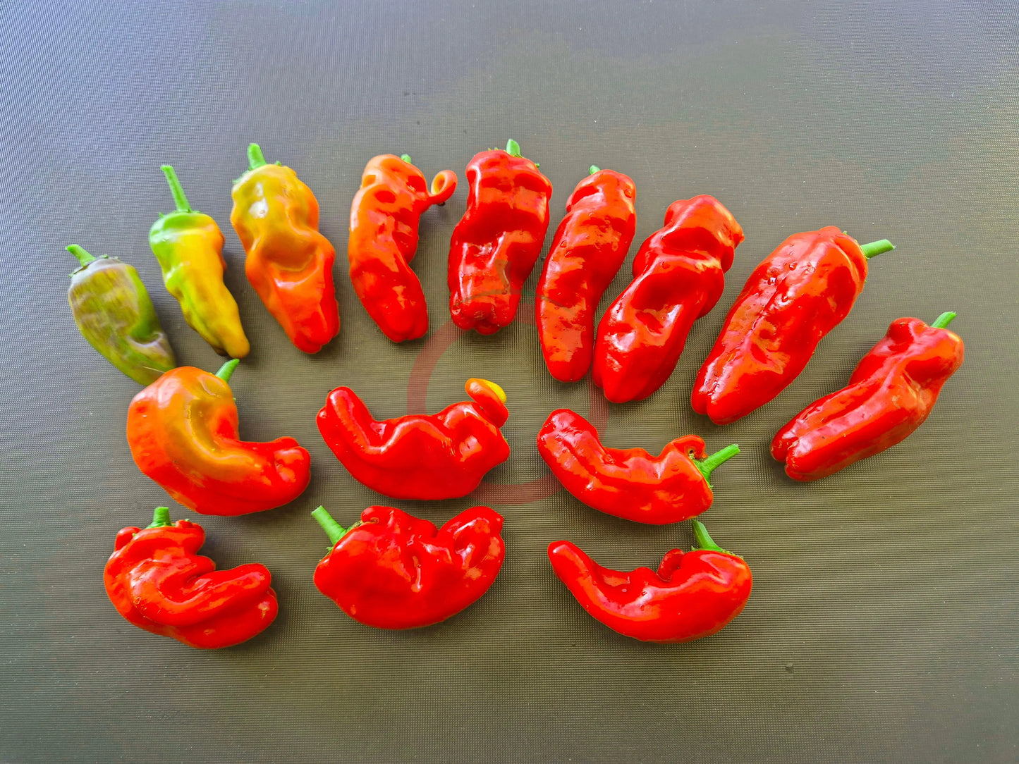 Zipser Turkenspitz DER TOMATENFLÜSTERER