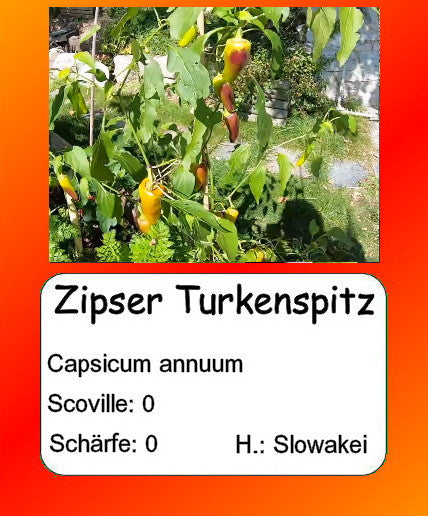 Zipser Turkenspitz DER TOMATENFLÜSTERER