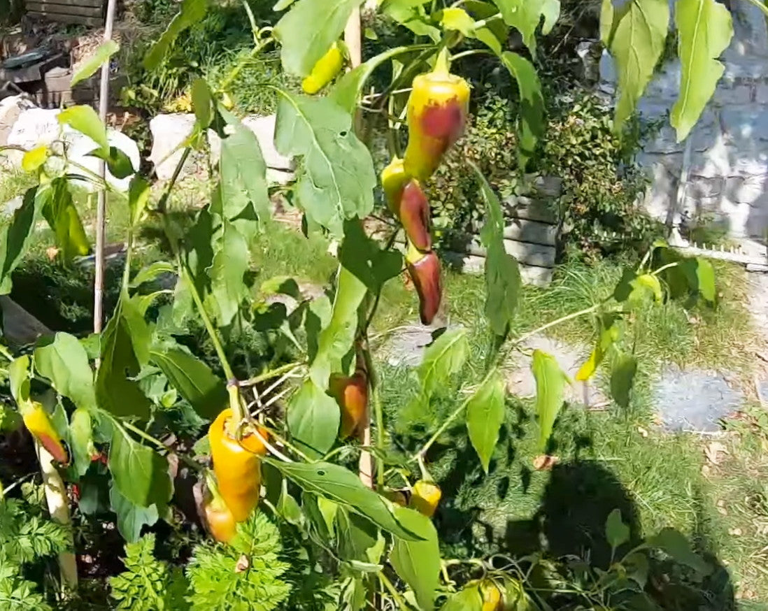 Zipser Turkenspitz DER TOMATENFLÜSTERER