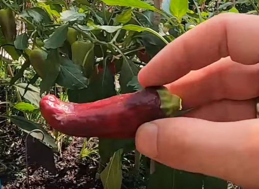 Zipser Turkenspitz DER TOMATENFLÜSTERER