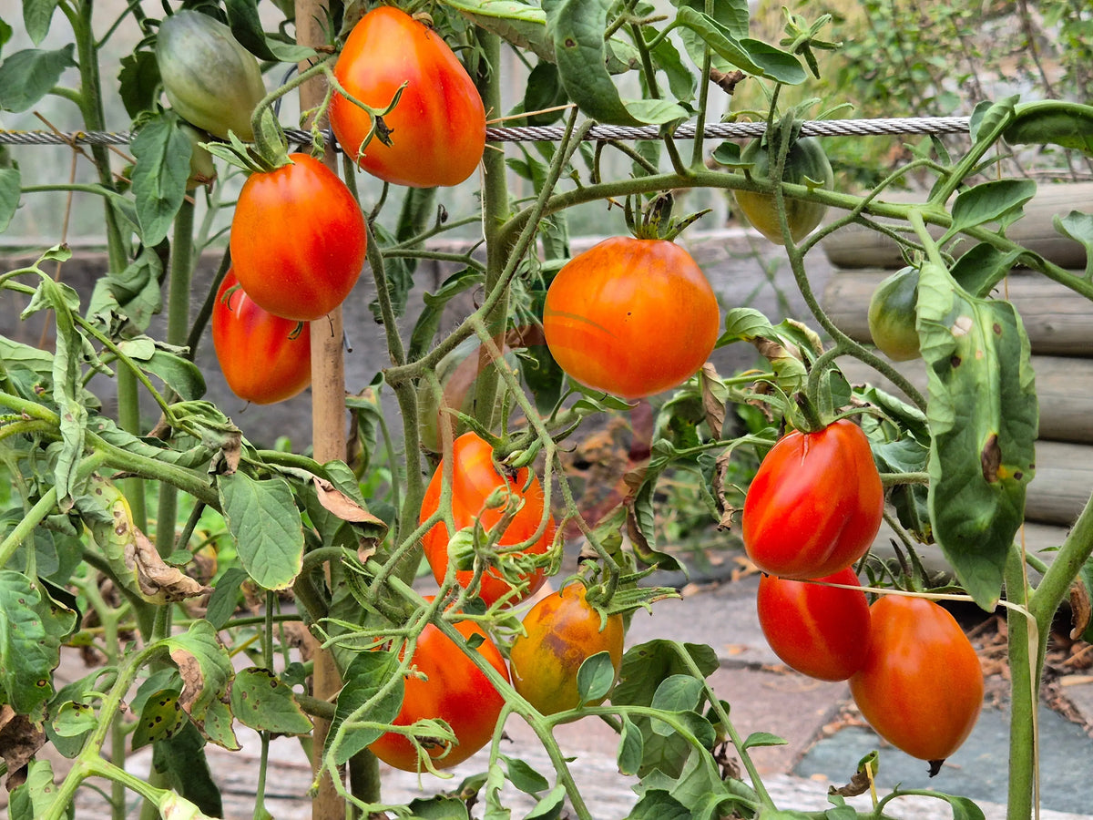 Zolotaya Chalma DER TOMATENFLÜSTERER