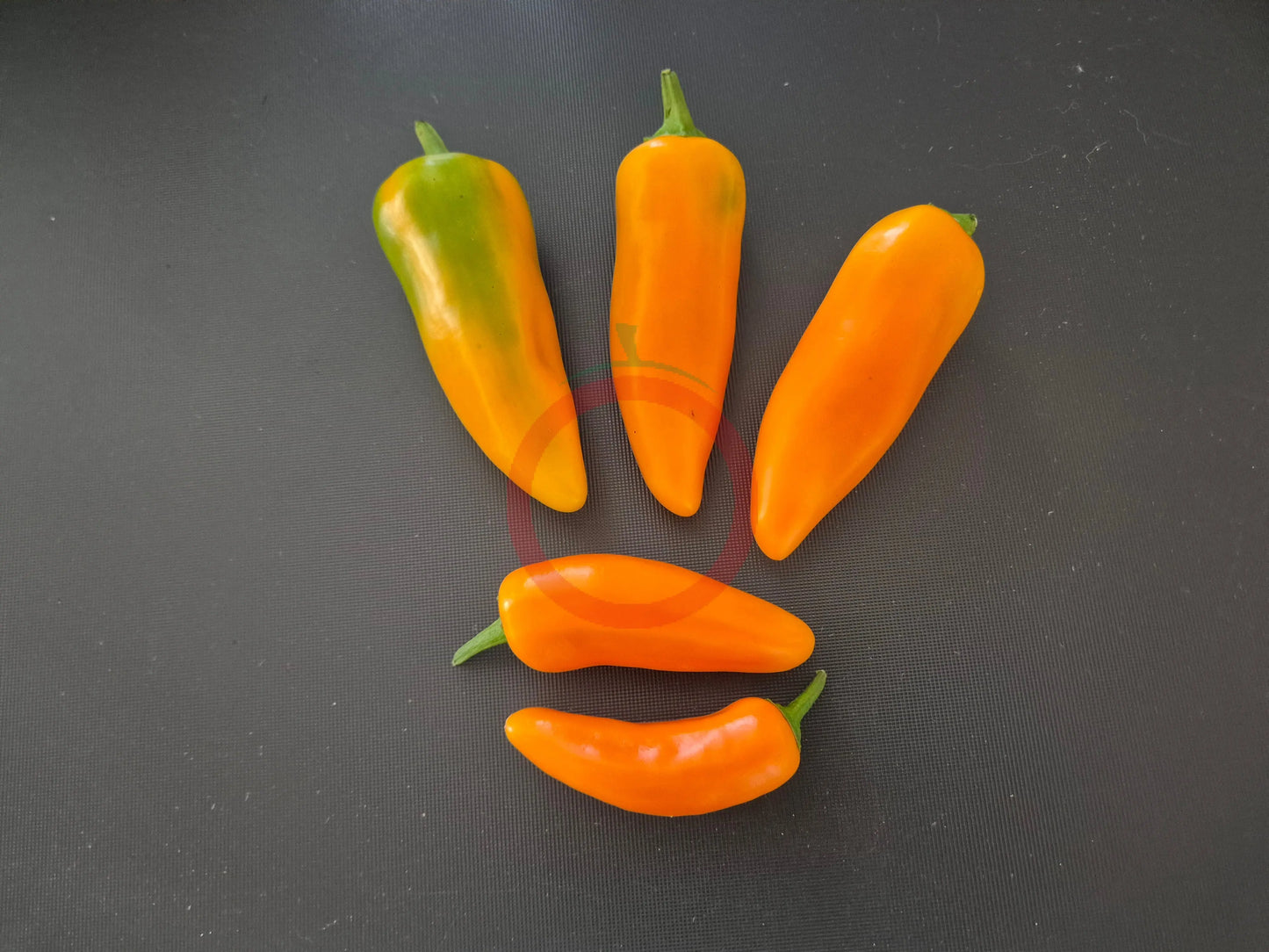 Zolotaya Osa DER TOMATENFLÜSTERER