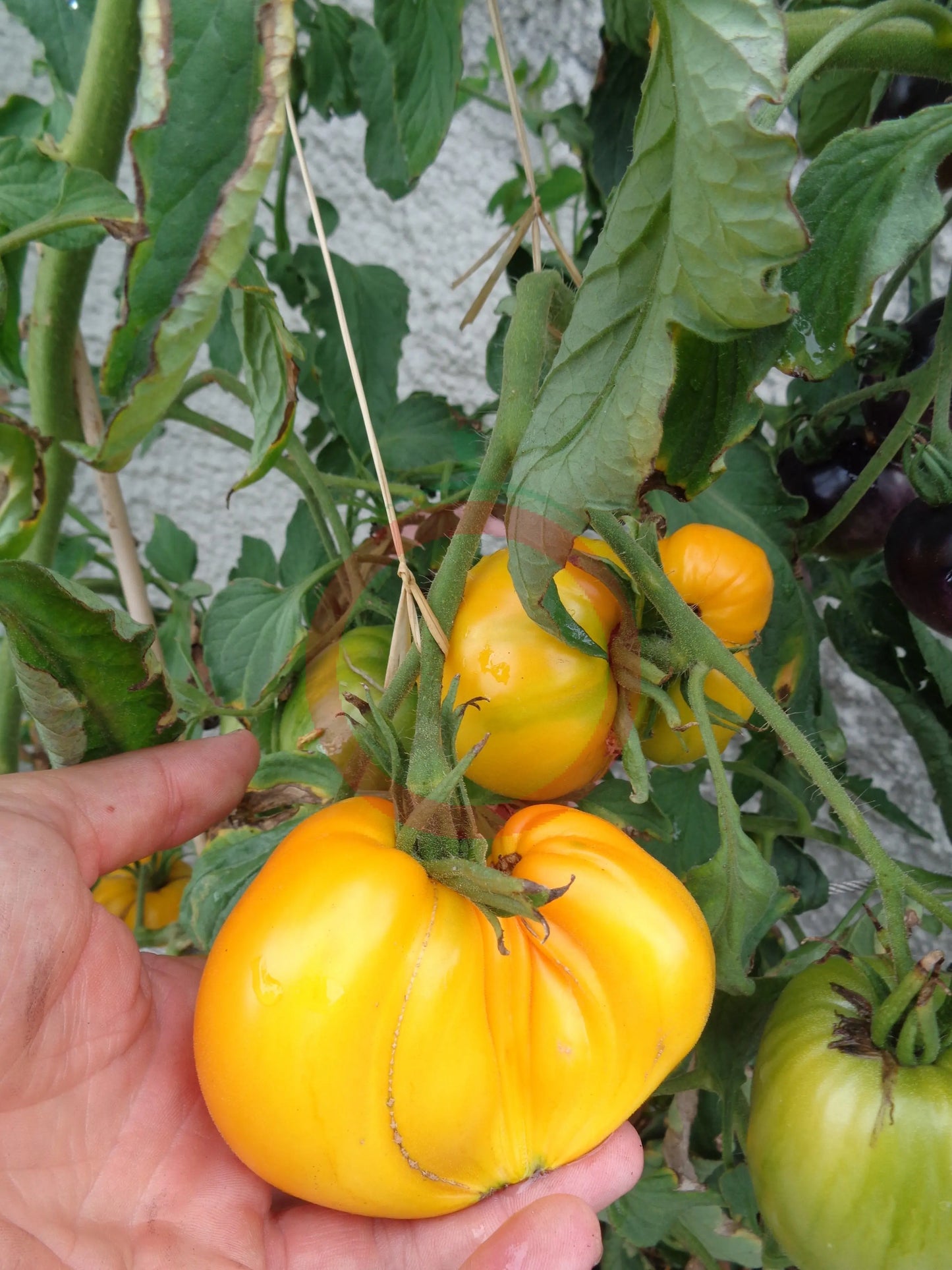 Zolotye Grebeshki DER TOMATENFLÜSTERER