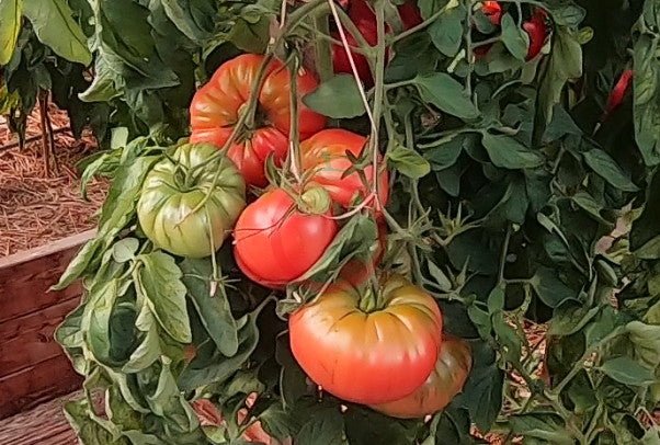 1884 DER TOMATENFLÜSTERER