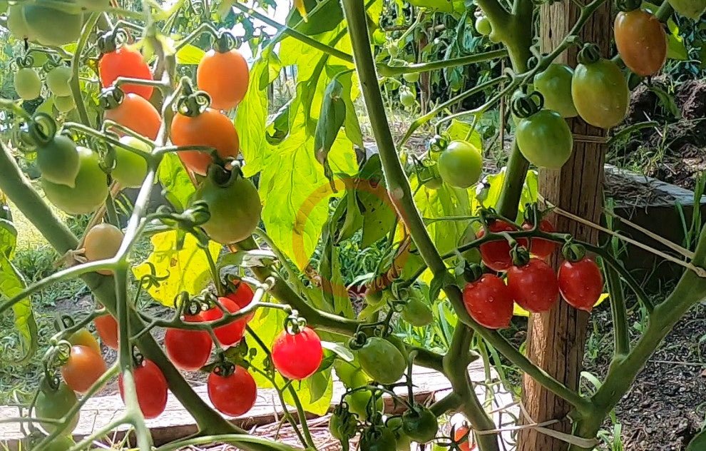 ABC Potato Leaf DER TOMATENFLÜSTERER
