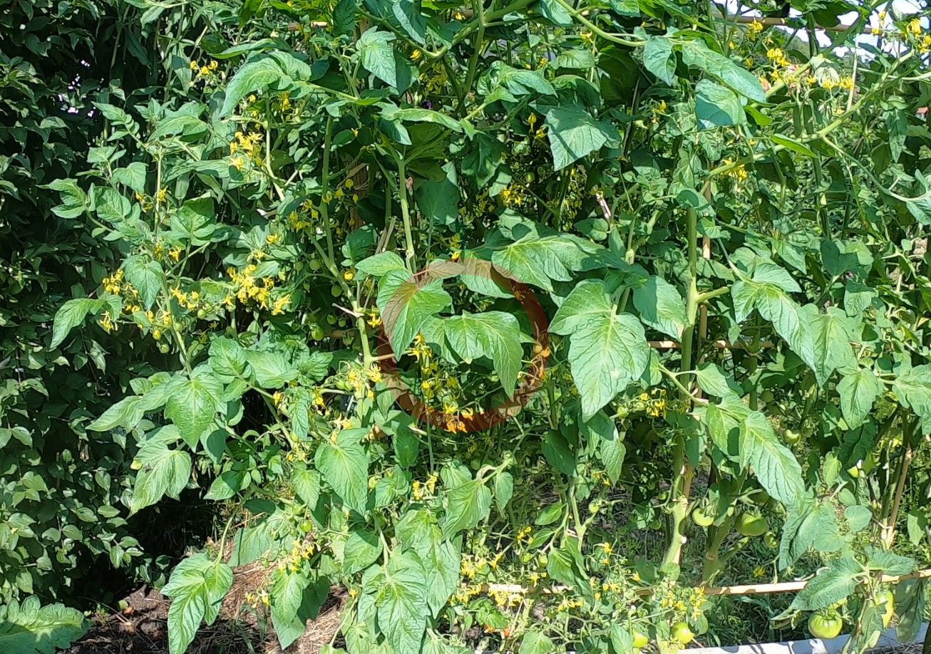 ABC Potato Leaf DER TOMATENFLÜSTERER