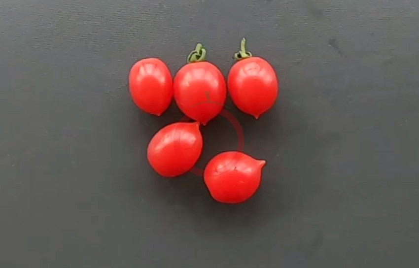 ABC Potato Leaf DER TOMATENFLÜSTERER