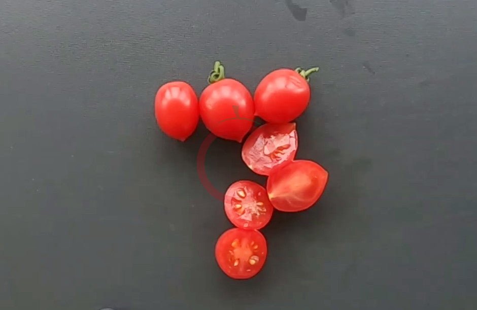 ABC Potato Leaf DER TOMATENFLÜSTERER