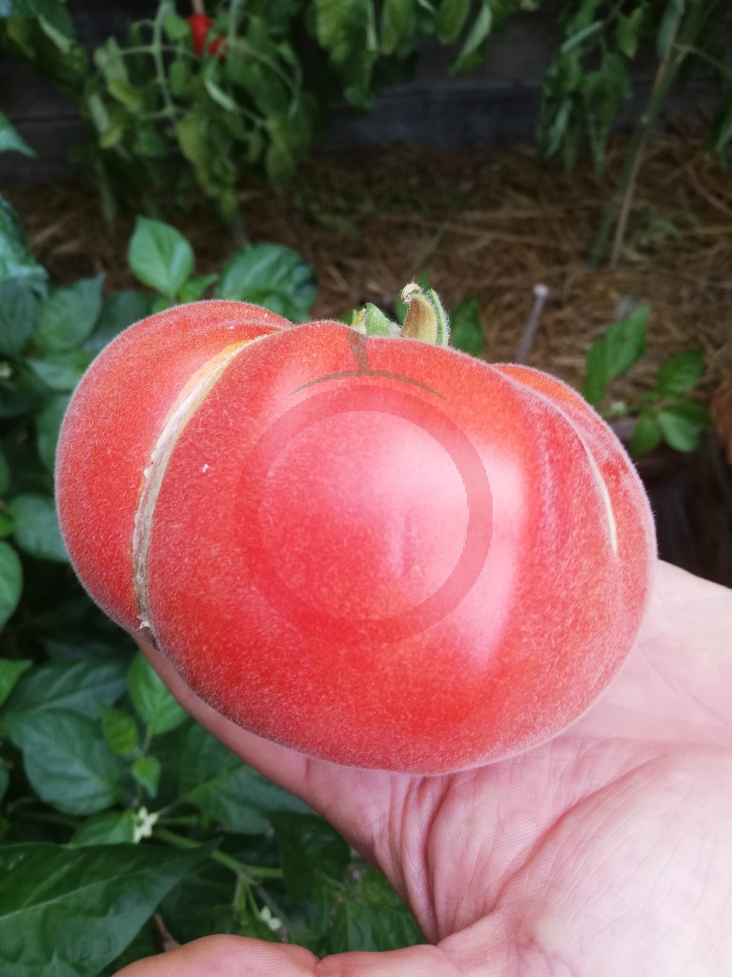 Abrikos DER TOMATENFLÜSTERER