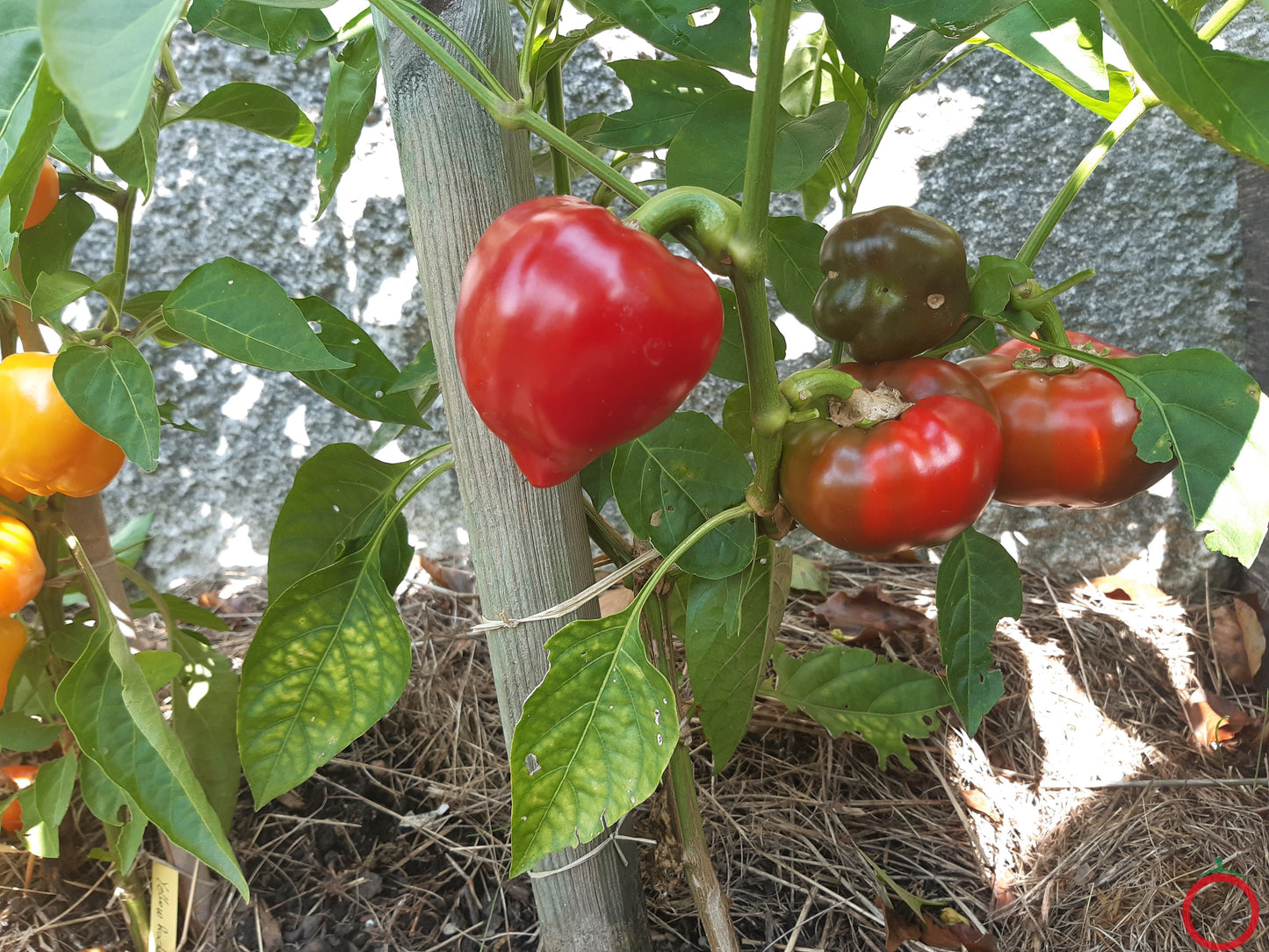 Adam´s Heart DER TOMATENFLÜSTERER
