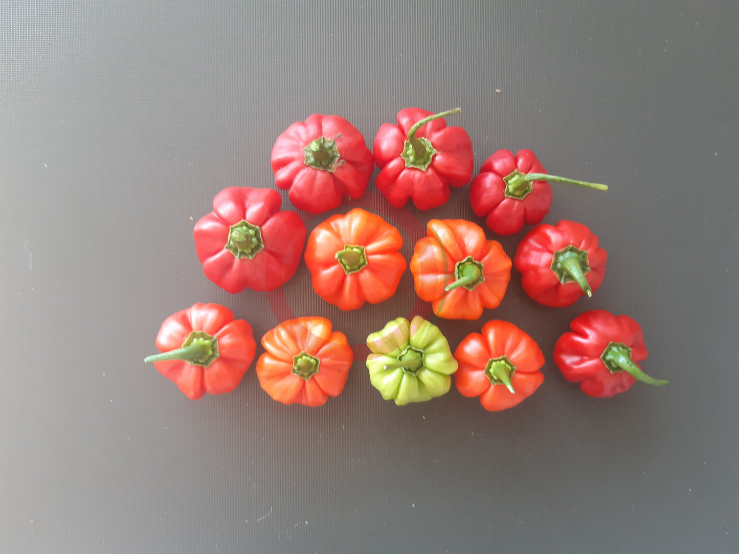 Aji Cachucha Purple Splotch DER TOMATENFLÜSTERER