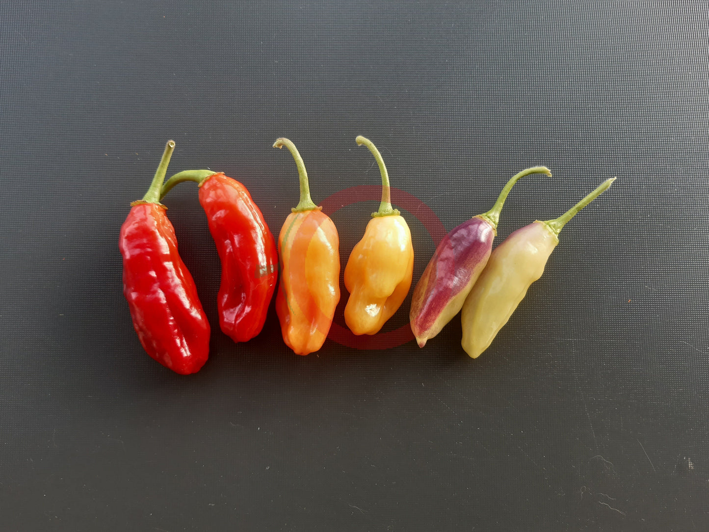 Aji Cajamarca DER TOMATENFLÜSTERER